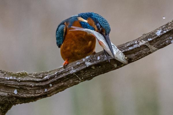 Kingfisher killing its fish on perch - Marny Macdonald