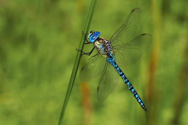 Male Southern Migrant Dragonfly - Robert Farrow