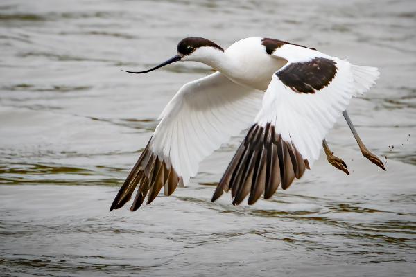Avocet Taking Flight - Mary Battye