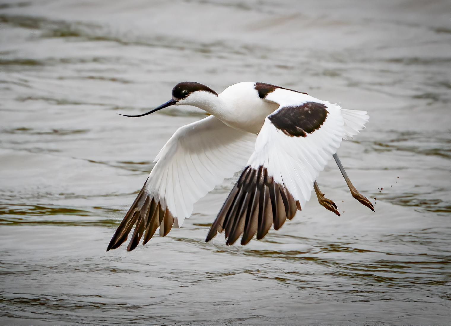 Avocet Taking Flight - Mary Battye