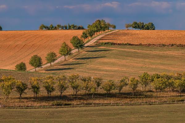 French Fields - Peter Freeman
