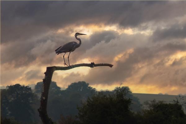Grey Heron Resting at Sunset - Jan Cross