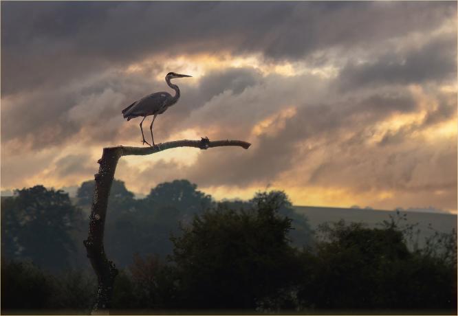 Grey Heron Resting at Sunset - Jan Cross