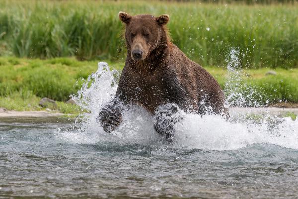 Grizzly Bear fishing - Lynn Rix