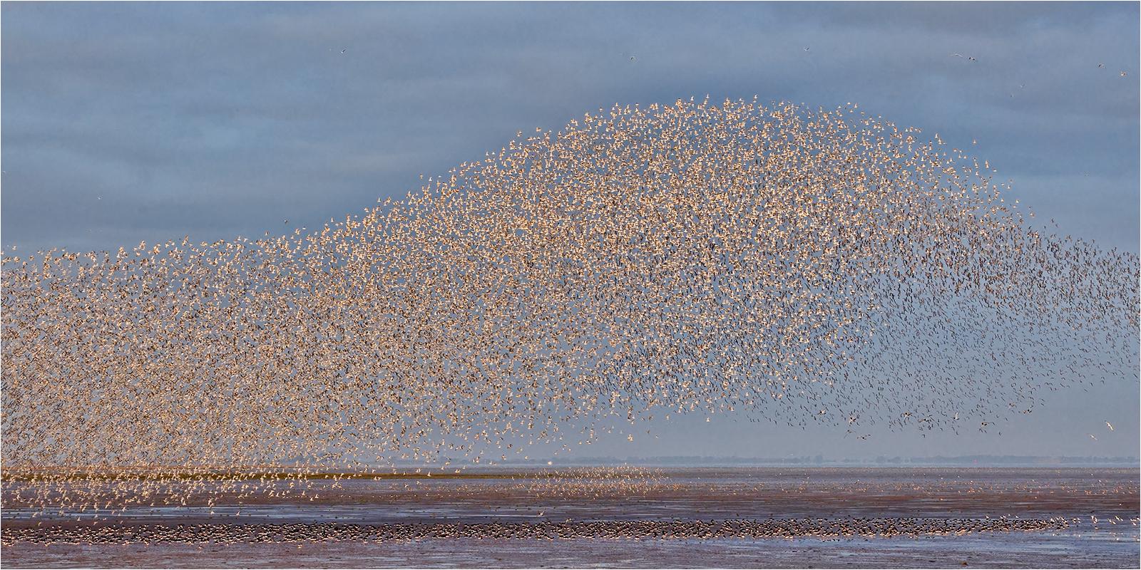 Knot murmuration - Derek Howes
