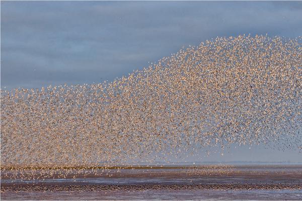 Knot murmuration - Derek Howes