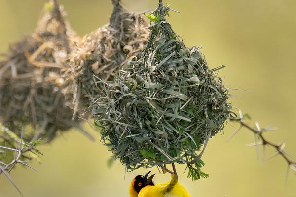 Masked Weaver Bird - Chrissie Hart