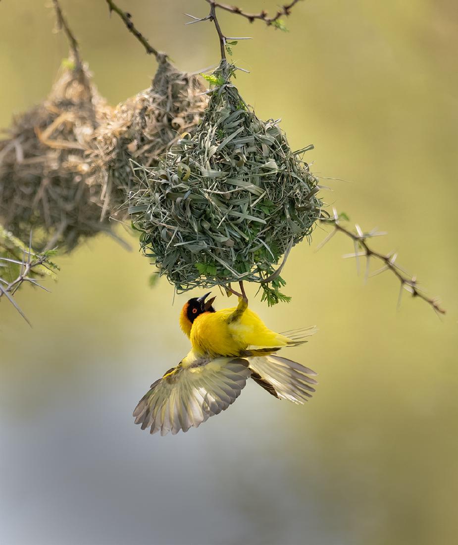 Masked Weaver Bird - Chrissie Hart