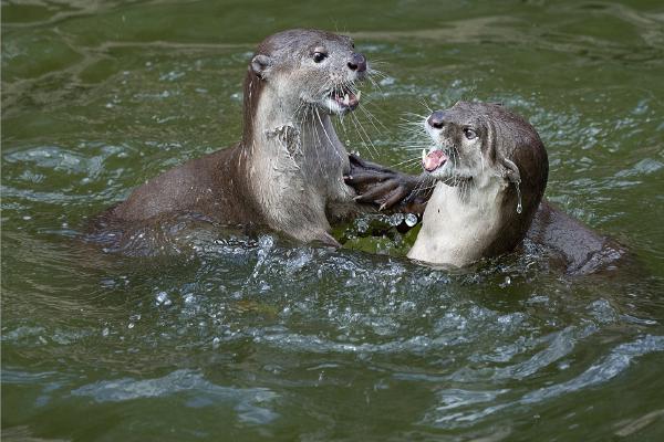 Otters At Play - Colin Brett