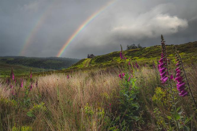 Rainbow Foxgloves - Shaun Hykel