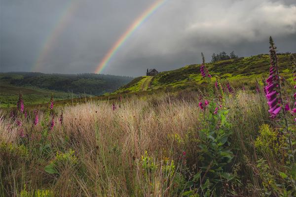 Rainbow Foxgloves - Shaun Hykel