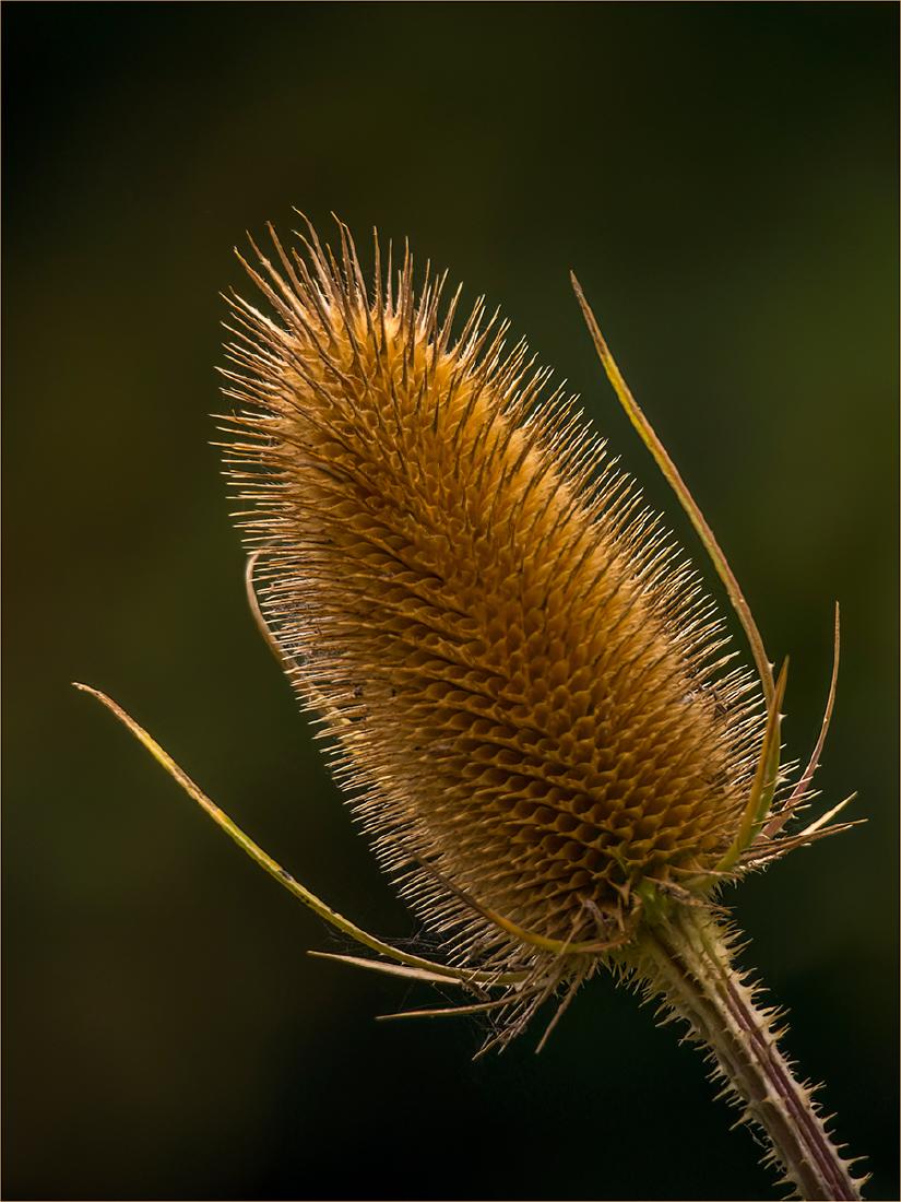 Teasel - Jan Cross