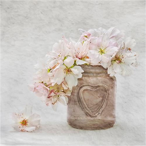Cherry Blossom - Pat Frewin