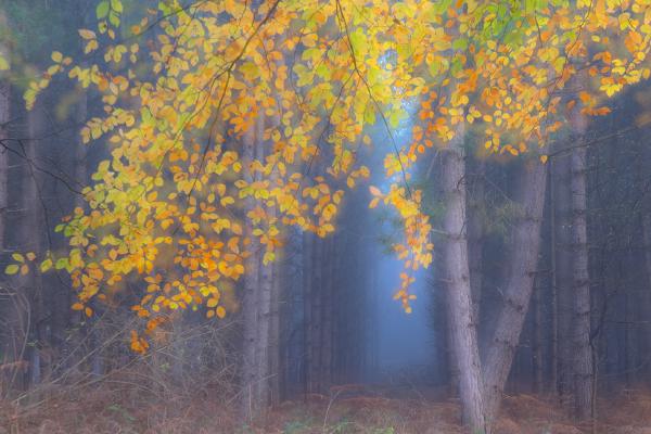 Contrasting Woodlands - Andrew Bailey