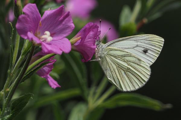 Green Veined White Butterfly - Robert Farrow