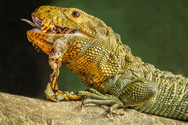 Juicy Iguana Lunch - Hilary Knight