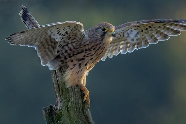 Kestrel at Sunset - Robert Macdonald