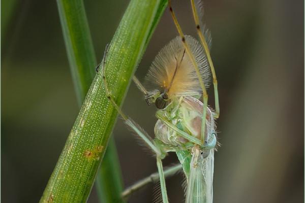 Midge on a Blade of Grass - Jan Cross