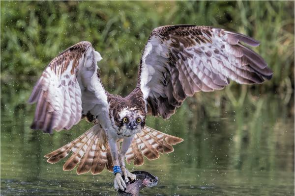 Osprey catching a trout - Derek Howes