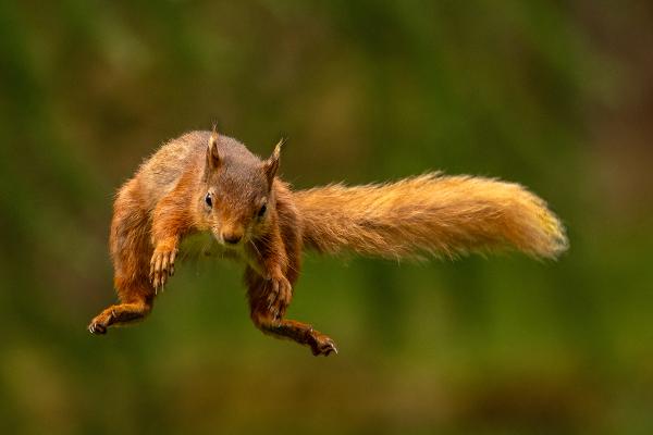 Red Squirrel leaps - Marny Macdonald