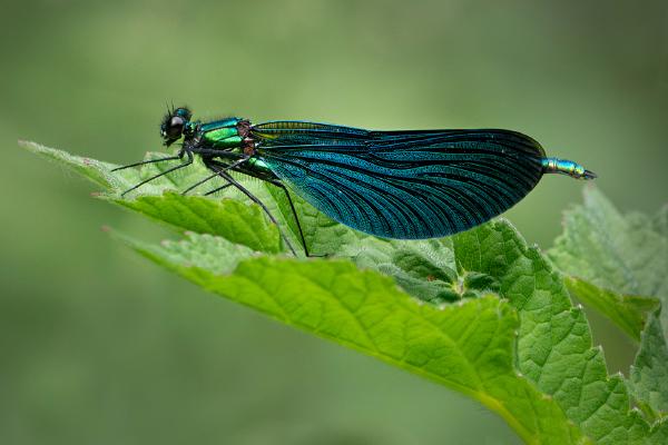 Resting Beautiful Demoiselle - Colin Brett