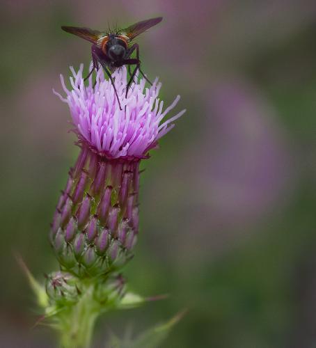 Thistle With Visitor - Mary Battye