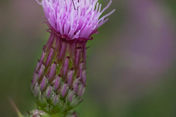 Thistle With Visitor - Mary Battye