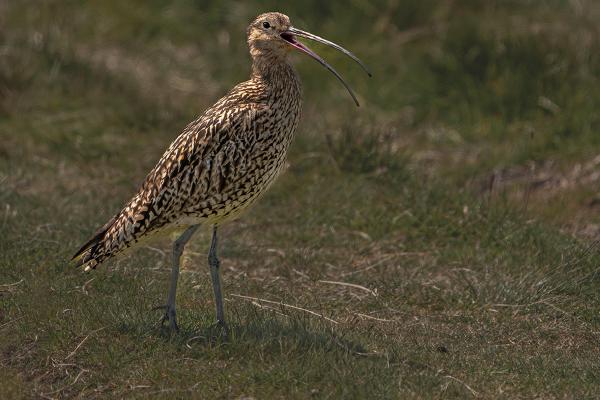 Curlew calling - Marny Macdonald