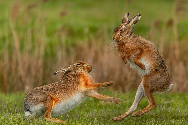 Fighting March Hares - Robert Macdonald