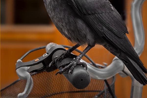 Hooded Crow - Eddie Campbell