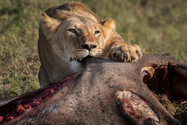 Lioness on Buffalo - Chrissie Hart