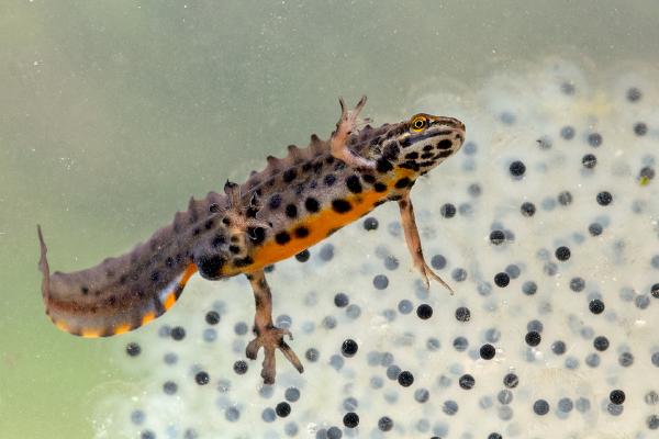 Male Common Smooth Newt with Frogspawn Prey - Andrew Bailey