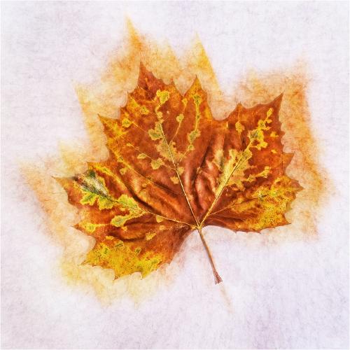 Maple Leaf Mirage - Pat Frewin