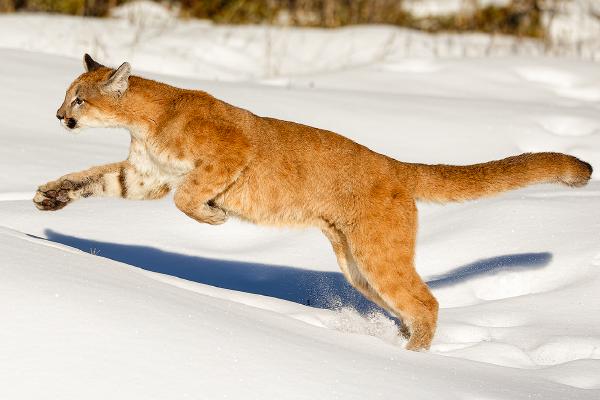 Mountain Lion in full chase - Derek Howes