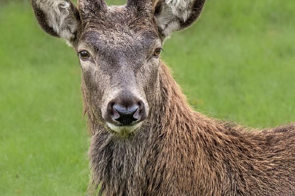 Red Deer Buck - Jennifer Brett