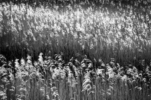 Reeds - Kate Jackson
