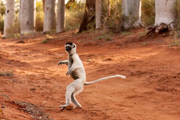 Sifaka crossing the track in Berenty - Lynn Rix