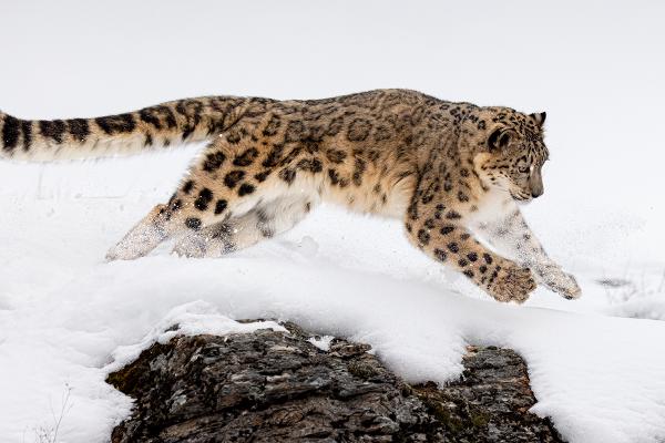 Snow Leopard in pursuit - Derek Howes