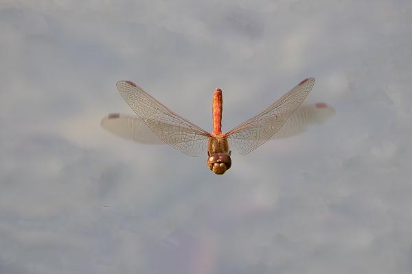 Common Darter - Mary Battye