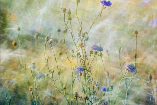 Cornflower Trance - Kate Jackson