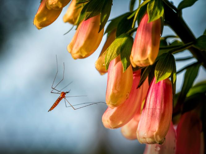 Daddy Long Legs on Foxglove - Kate Jackson