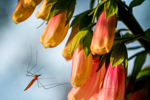 Daddy Long Legs on Foxglove - Kate Jackson