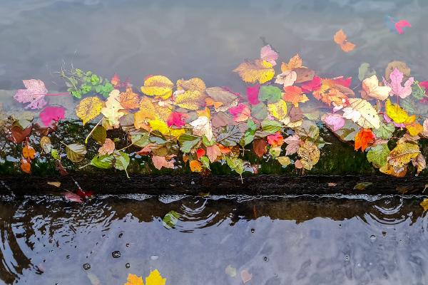 Fall - Jan Cross