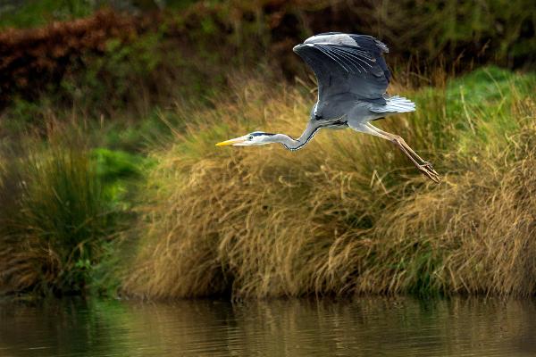 Heron in flight - Eddie Campbell