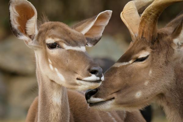 KuDu Couple - David Cross