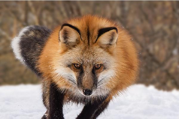 Red Fox in full pursuit - Derek Howes