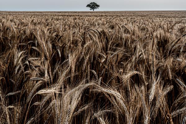 Standing Alone Among Ears That Cannot Hear - Mark Kench