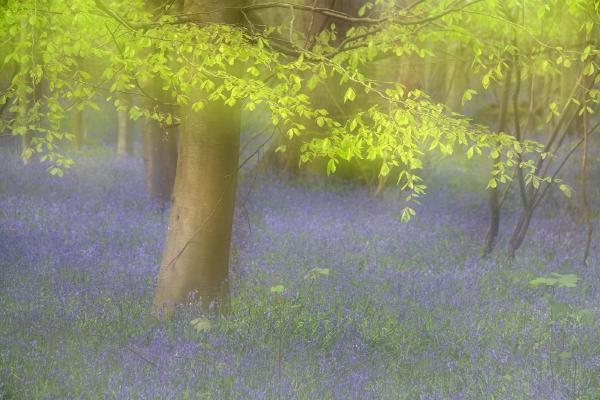 Woodland Fantasy - Andrew Bailey