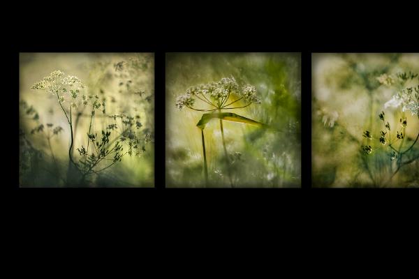 Cow Parsley Heaven - Kate Jackson