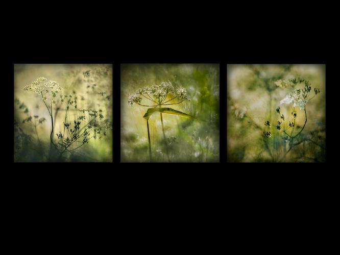 Cow Parsley Heaven - Kate Jackson